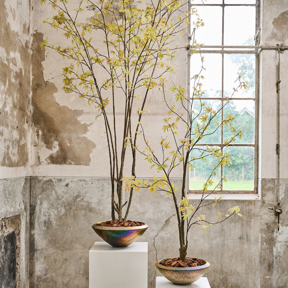 Silk-ka Silk Plant - Acer Light Green