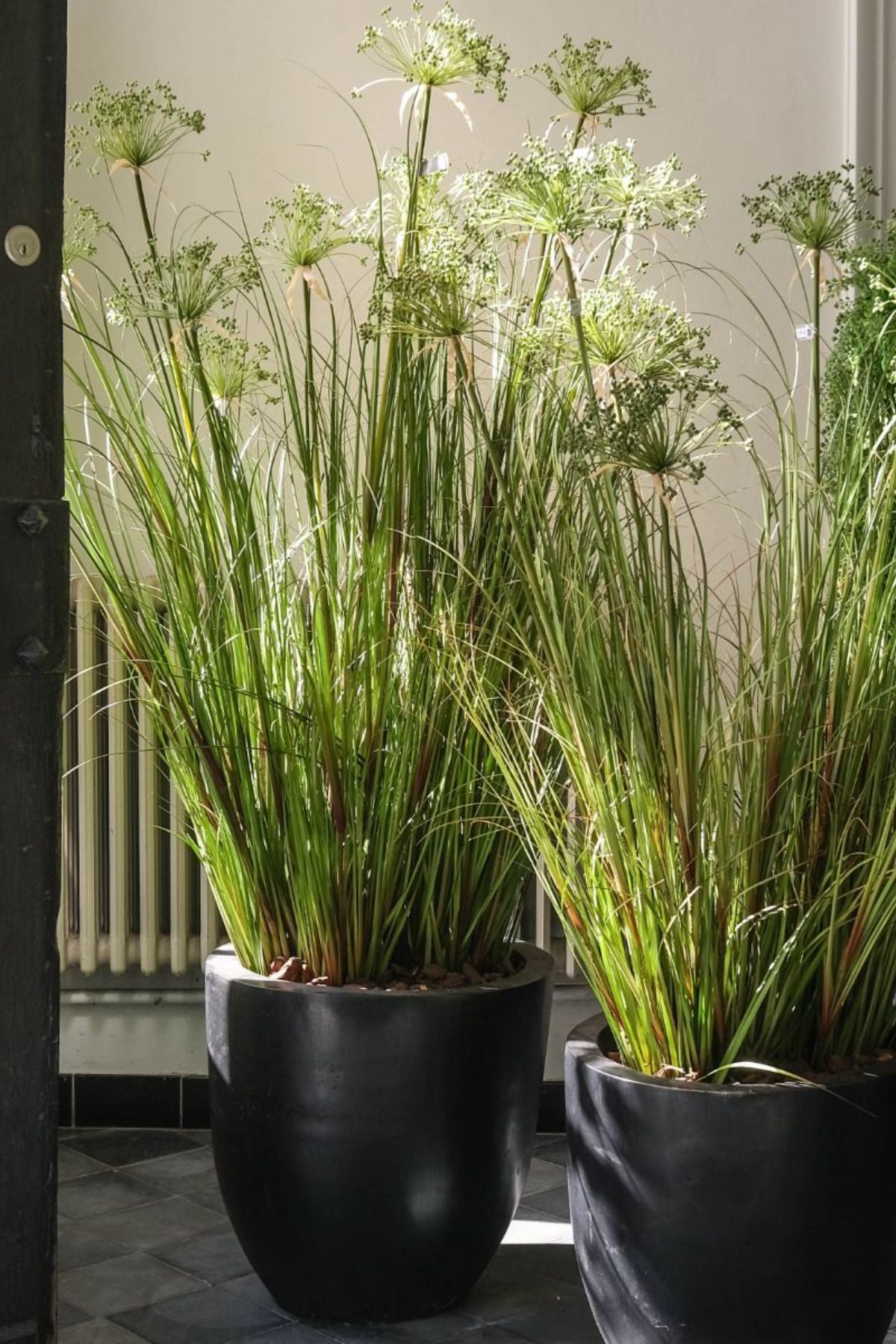 Silk-ka Zijden plant - Papyrus