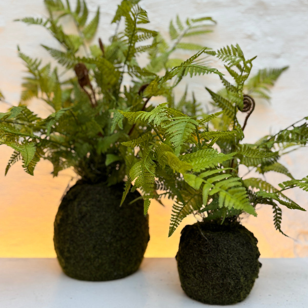 Silk-ka Silk plant - Fern Plant with root ball Green