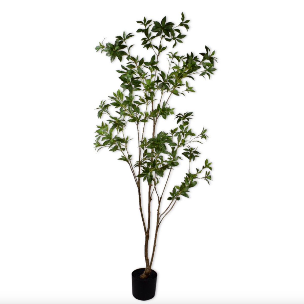 Silk-ka Zijden plant - Pittosporum Groen