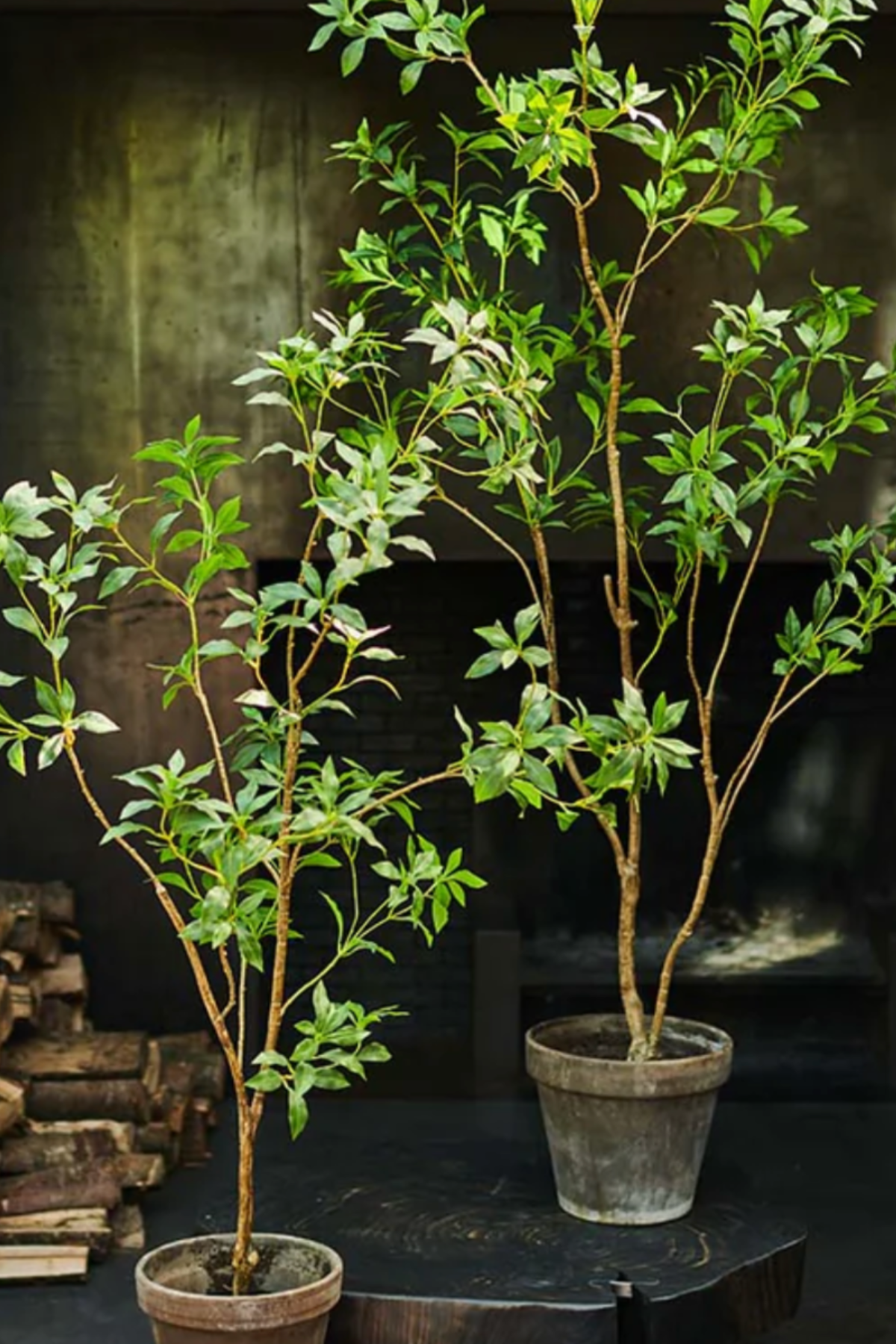 Silk-ka Zijden plant - Fijne Boom Groen