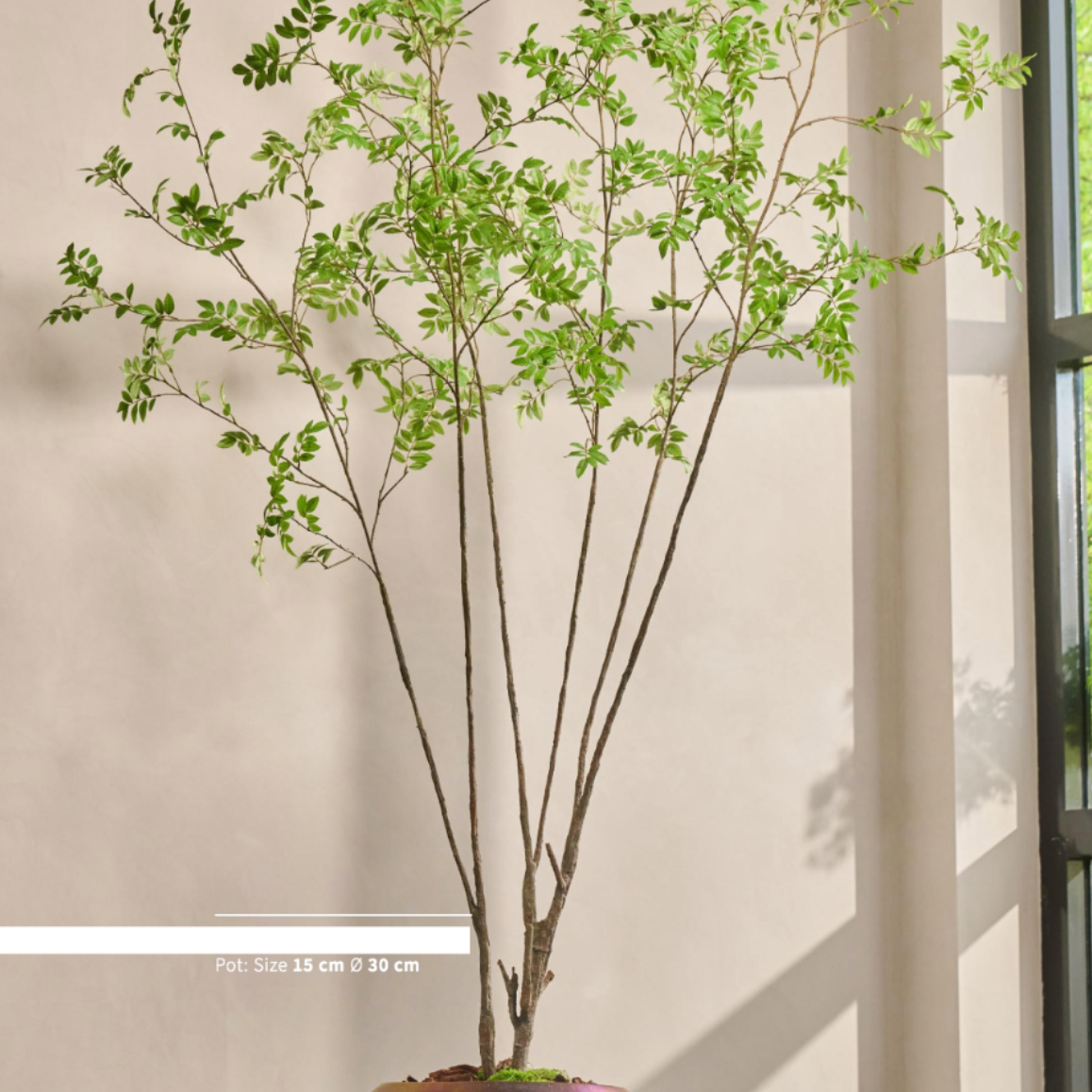 Silk-ka Silk plant - Green Tree 250cm