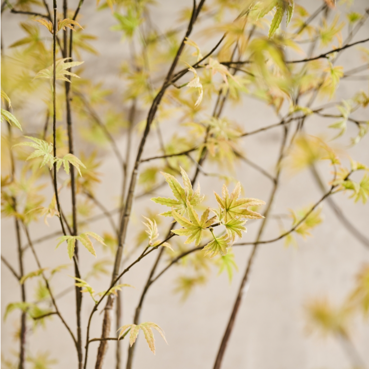 Silk-ka Silk Plant - Acer Light Green