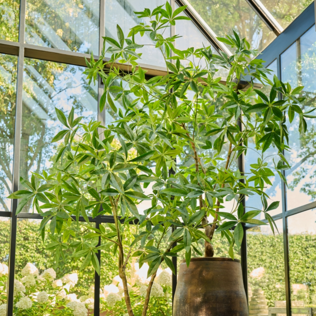 Silka Zijden plant - Pachira