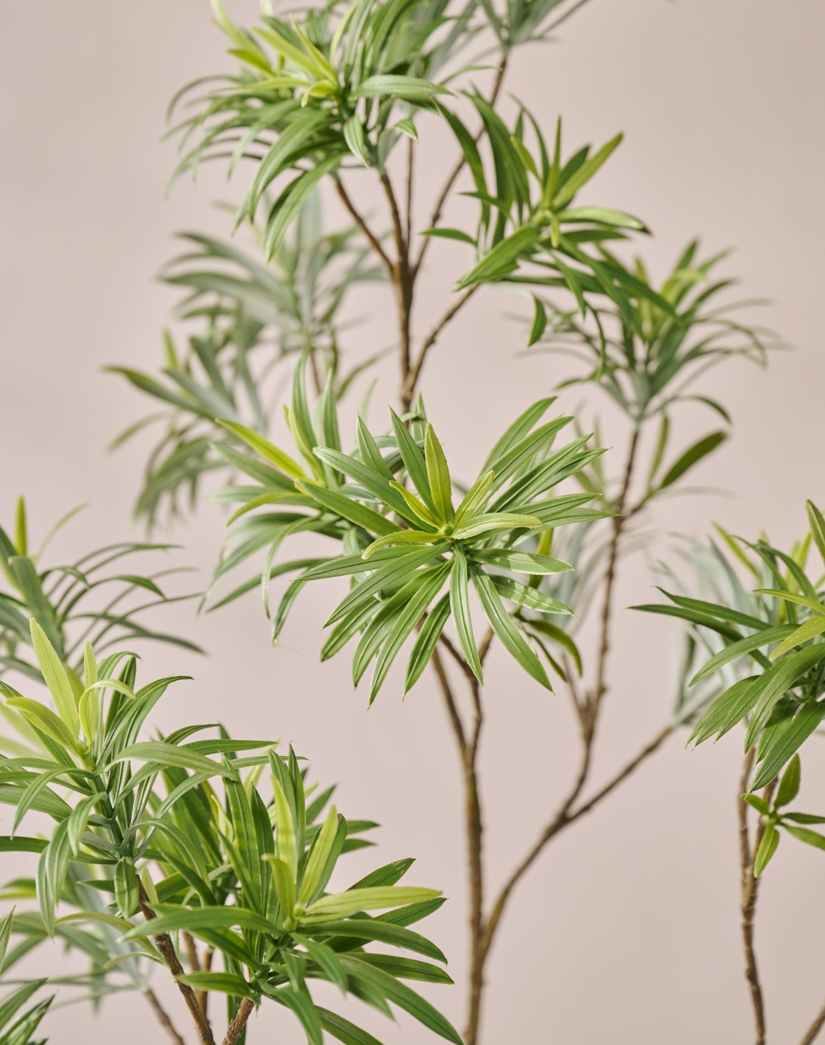 Silk-ka Zijden plant - bladtak Podocarpus donker groen 89cm