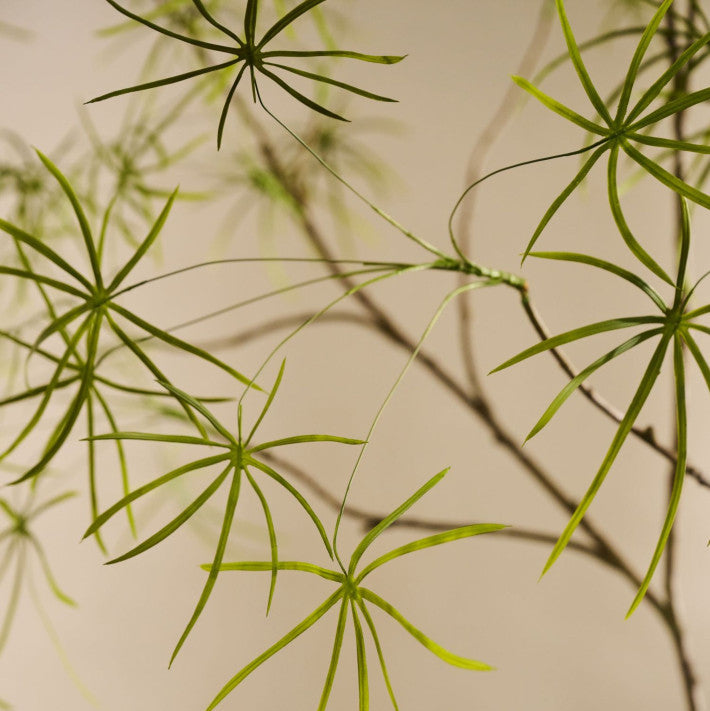 Silk-ka Artificial plant - Schefflera 223cm
