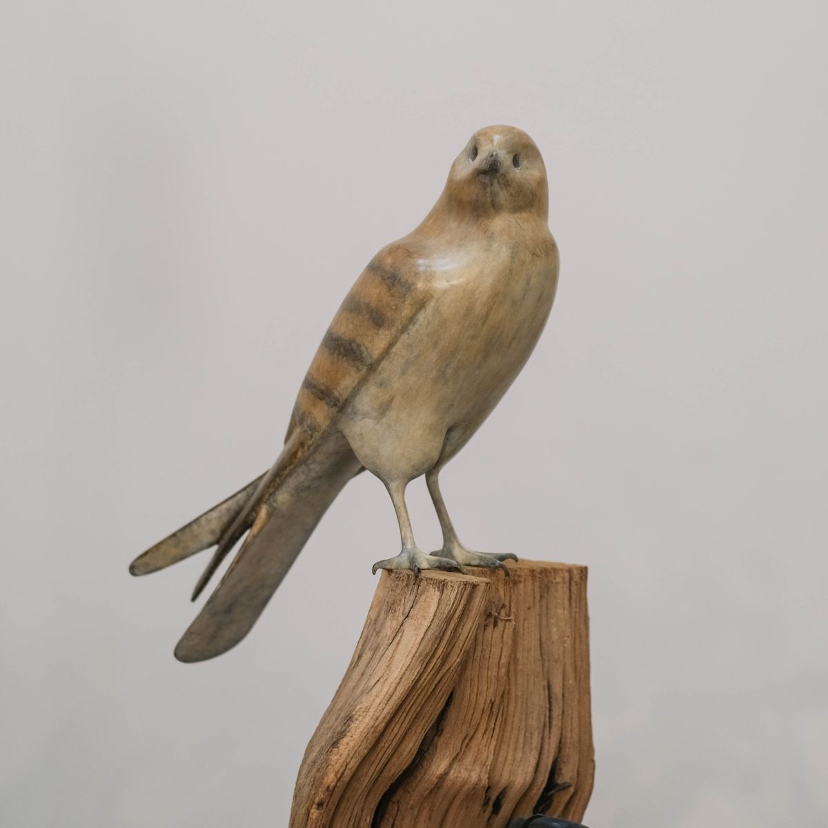 Mark Dedrie - Kestrel closed wings