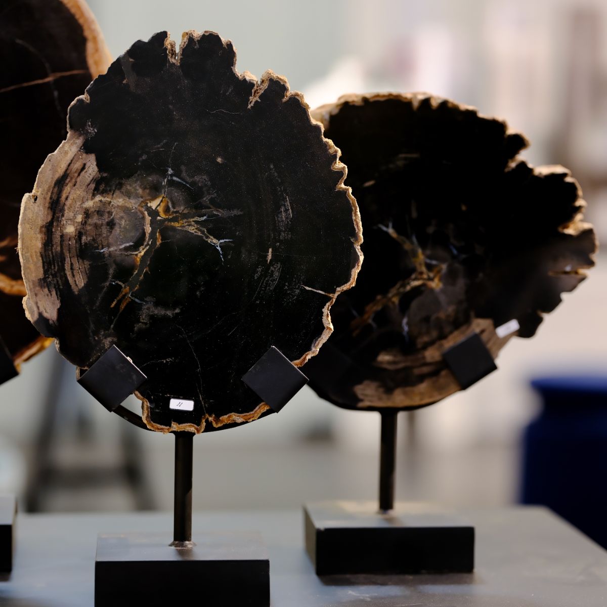 Warehouse Breit Petrified wood disc on stand