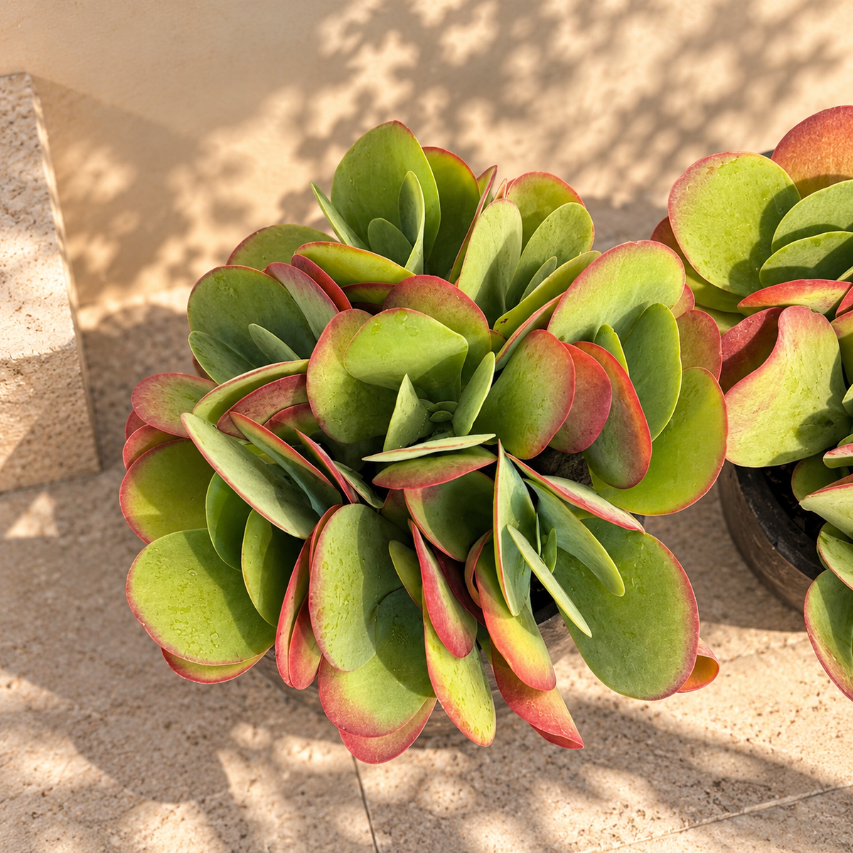 Opgevulde pot met Kalanchoë