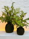 Silk-ka Zijden plant - Varen Plant met kluit Groen