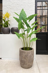 Silk-ka Zijden plant - Alocasia