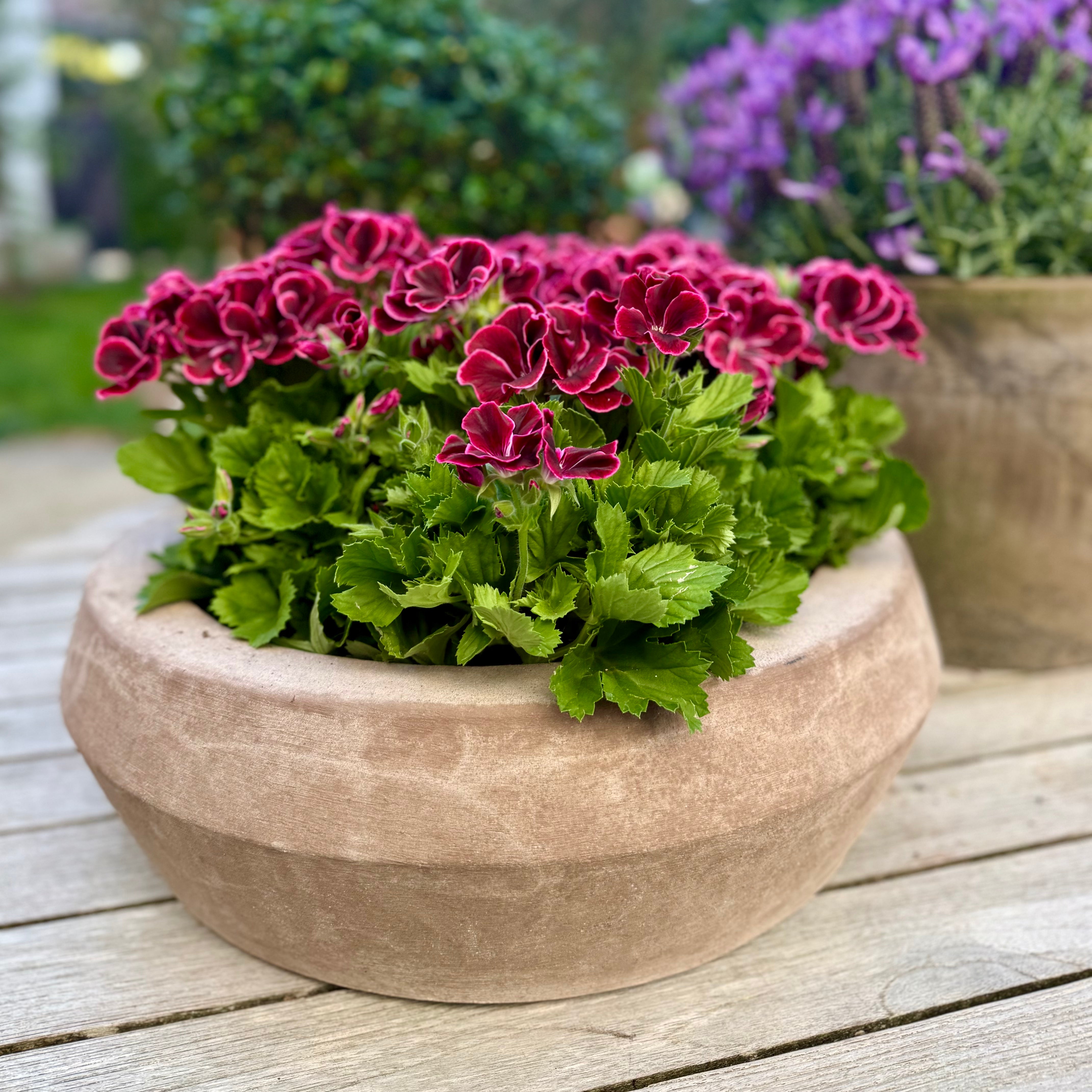 Terracotta art bowl 'Aquila'