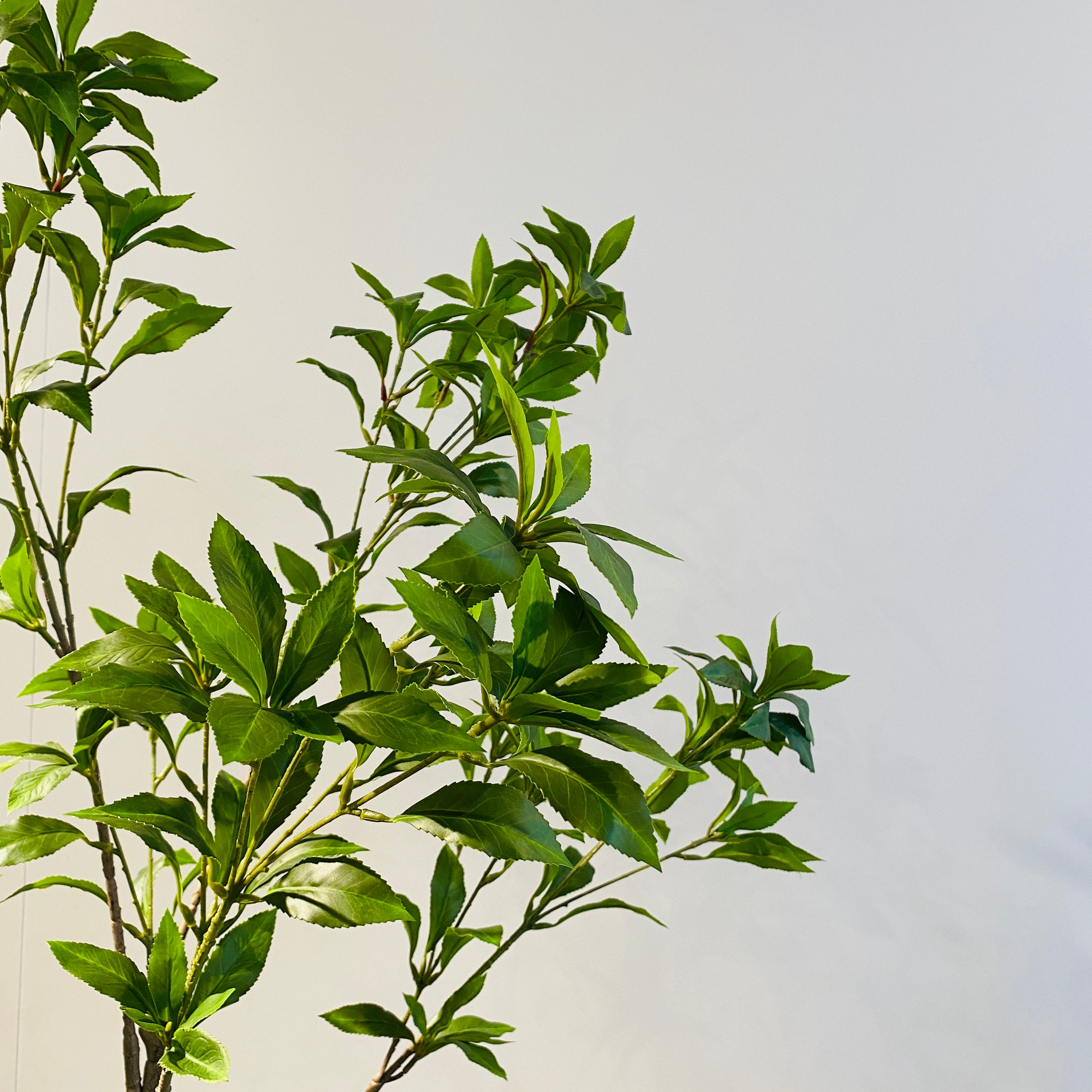 Silk-ka Zijden plant - Pittosporum Groen