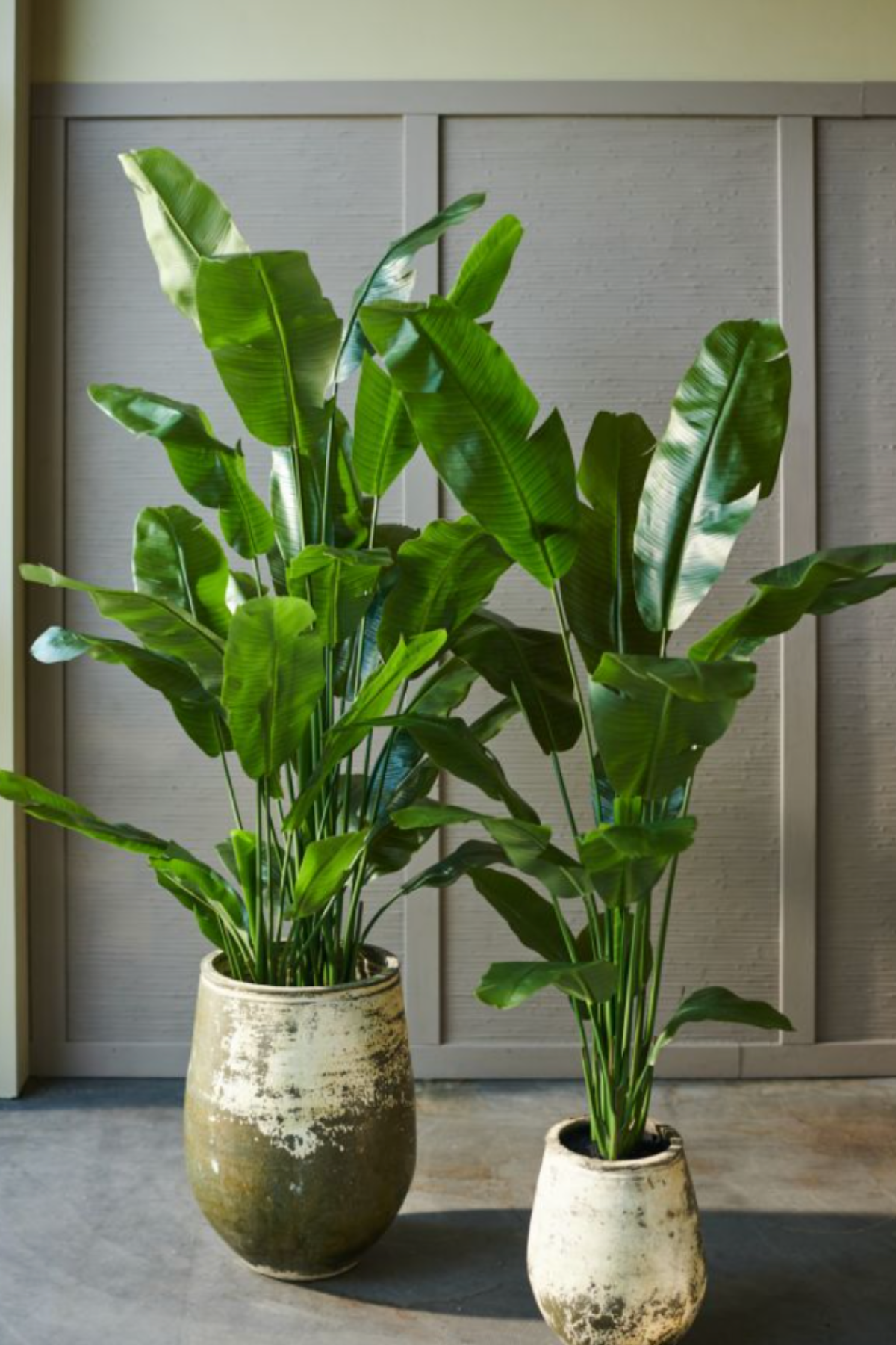 Silk-ka Zijden plant - Strelitzia donkergroen
