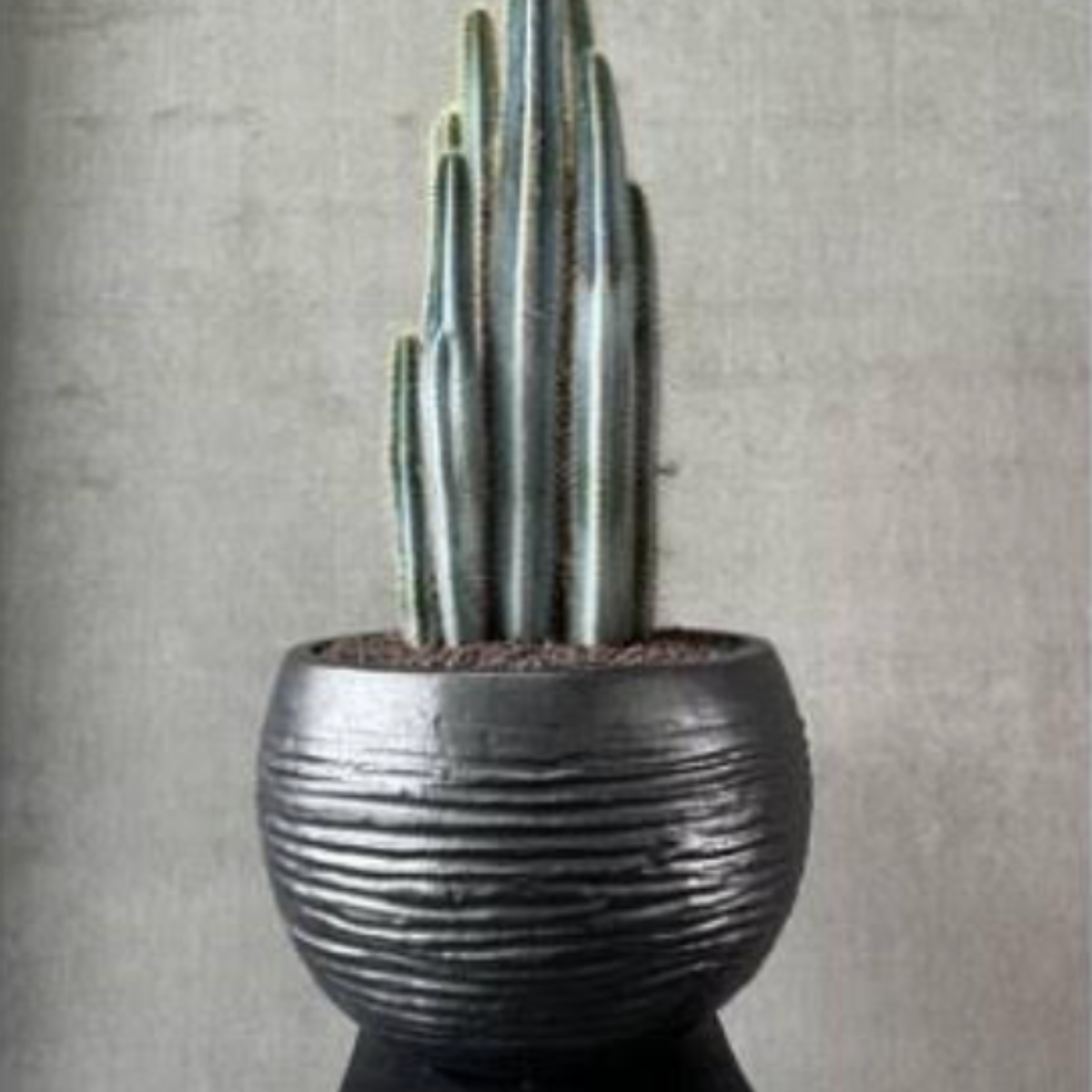 Terracotta d'Arte pot Tierra