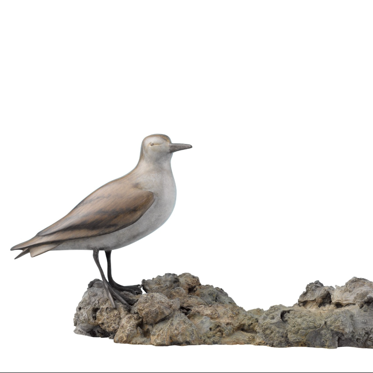 Mark Dedrie - Oyster Catcher on Oyster Bed