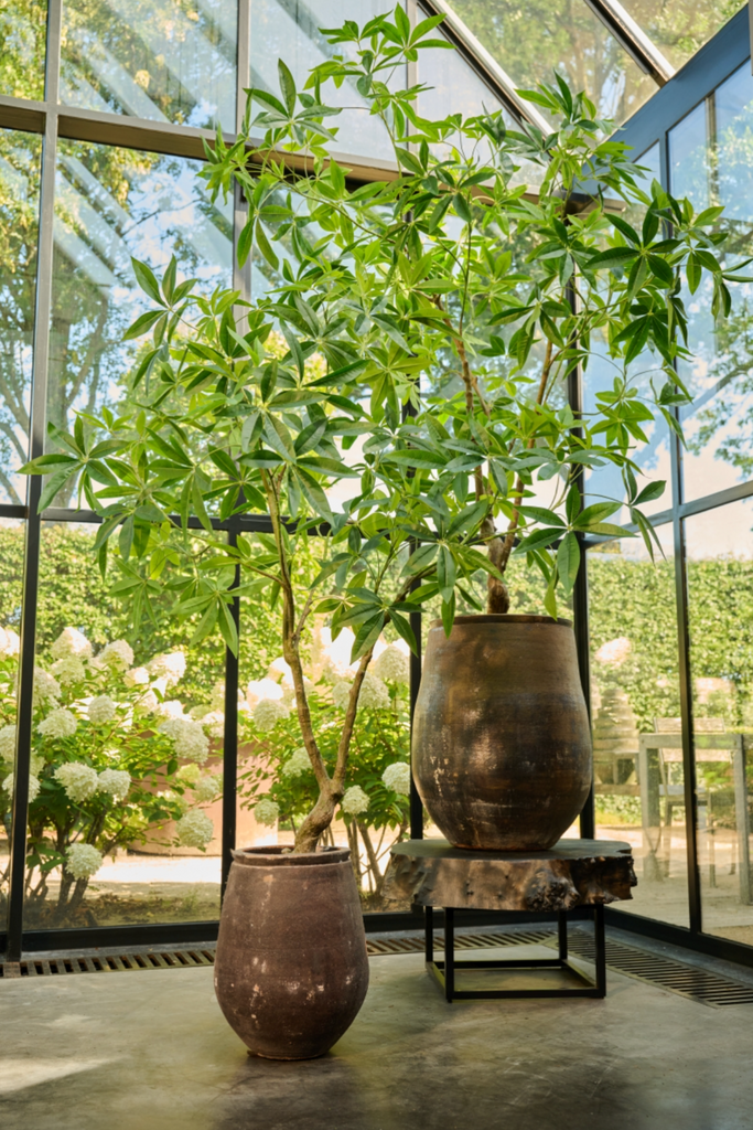 Silka zijdeplant Pachira 210cm