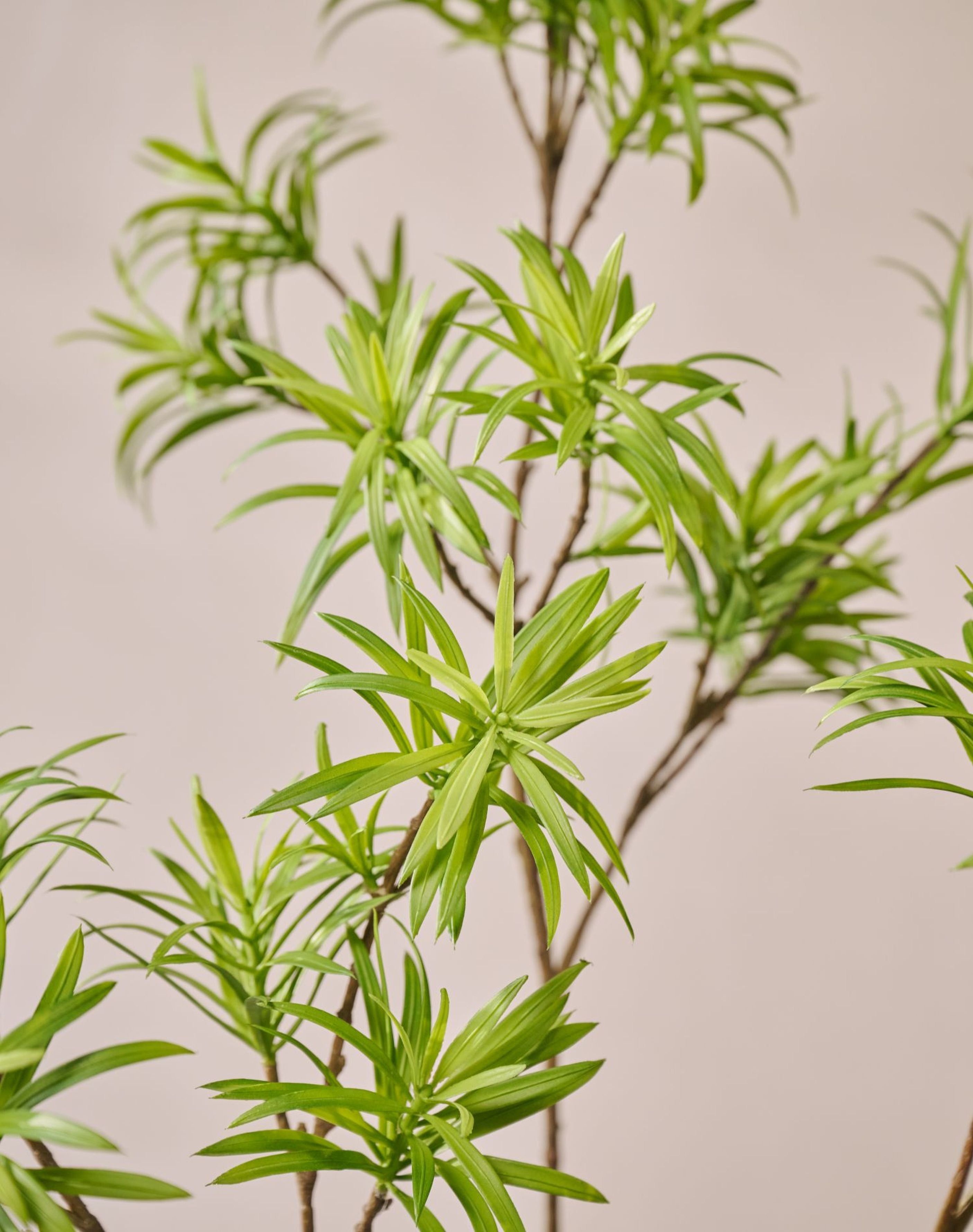 Silk-ka Zijden plant - bladtak Podocarpus groen 89cm