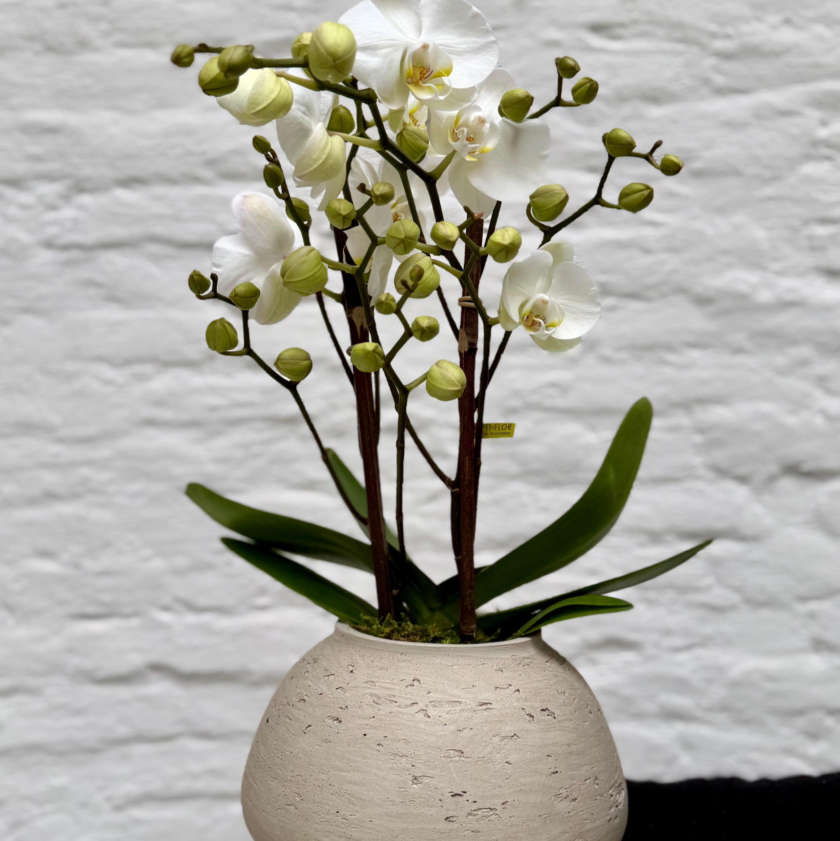 Orchid in pot