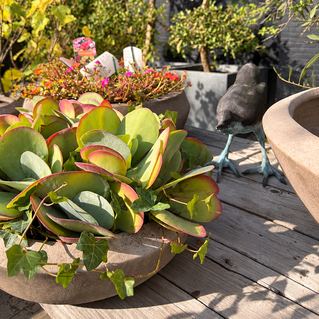 Opgevulde Pavone schaal met Kalanchoë