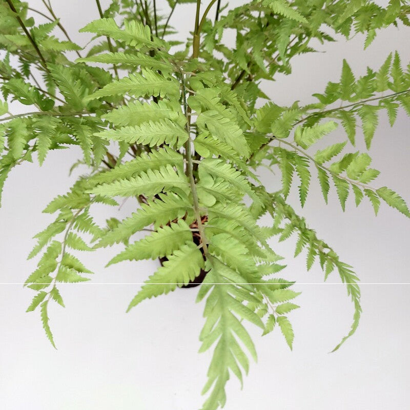 Silk-ka Plante artificielle - Acer Vert clair