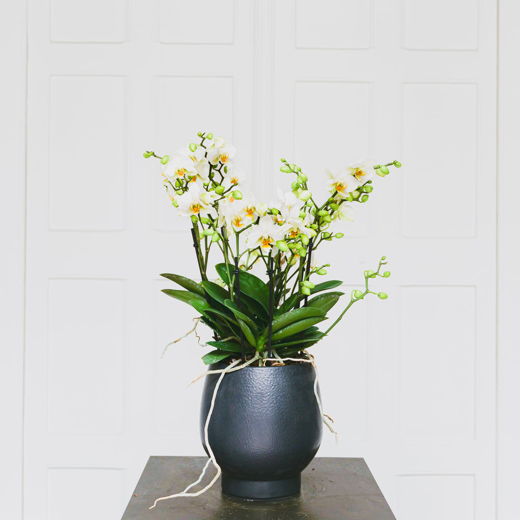 Witte orchidee 'Bellissimo' - zwarte pot