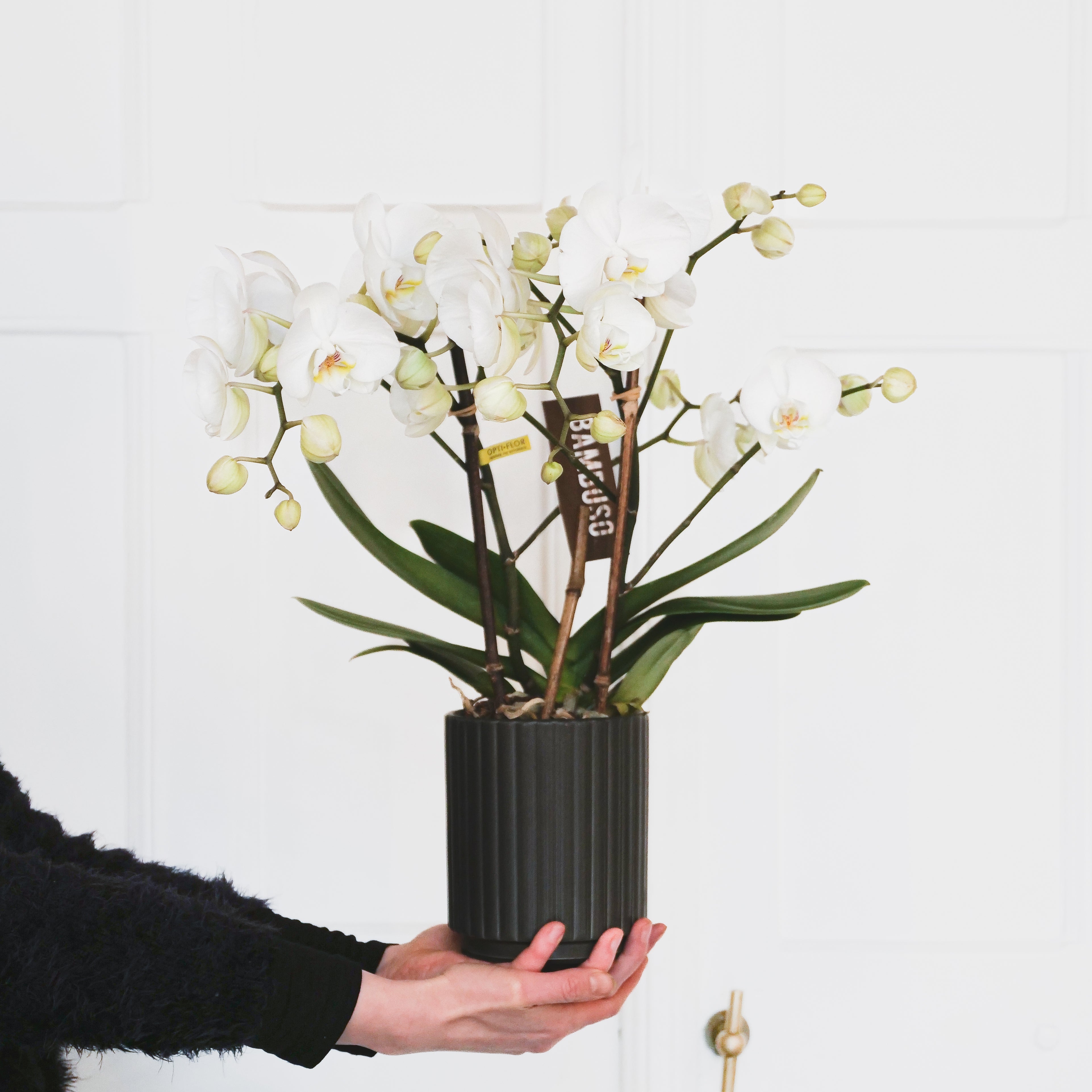 Orchid in pot