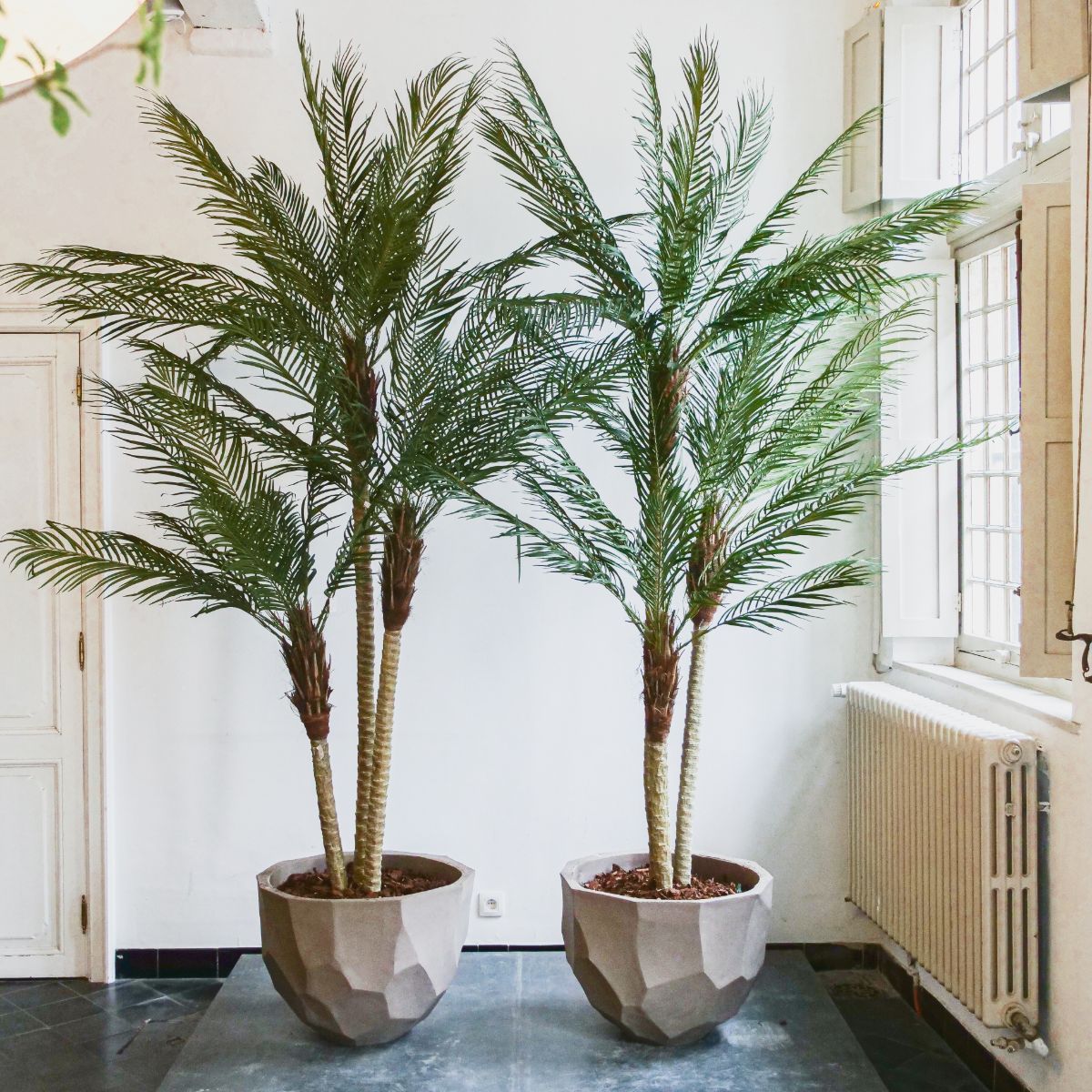 Silk-ka Zijden plant -  Palm 183cm