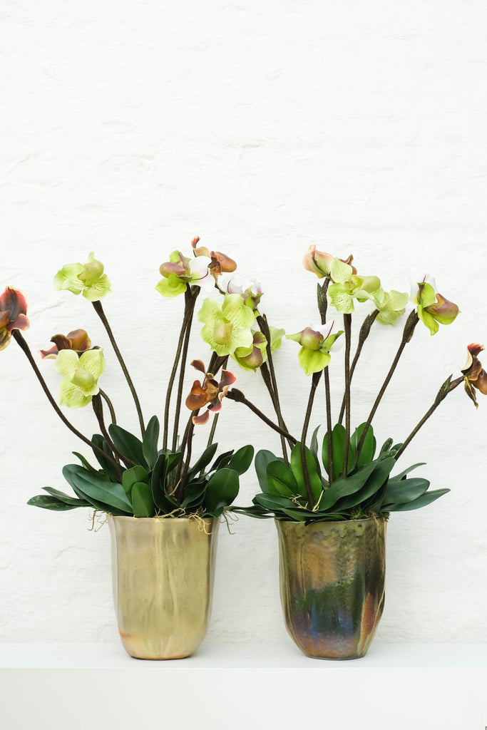 Long lasting orchids - large