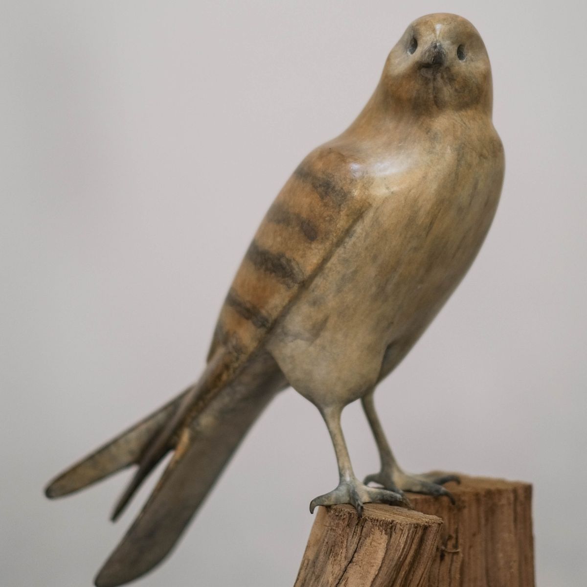 Mark Dedrie - Kestrel closed wings