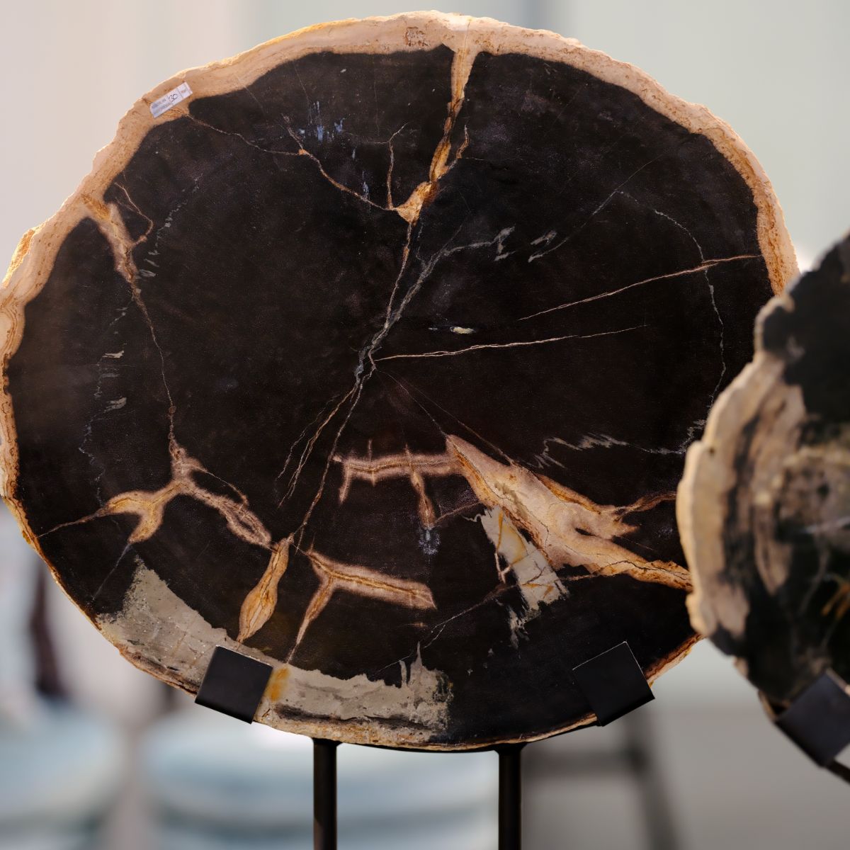 Warehouse Breit Petrified wood disc on stand