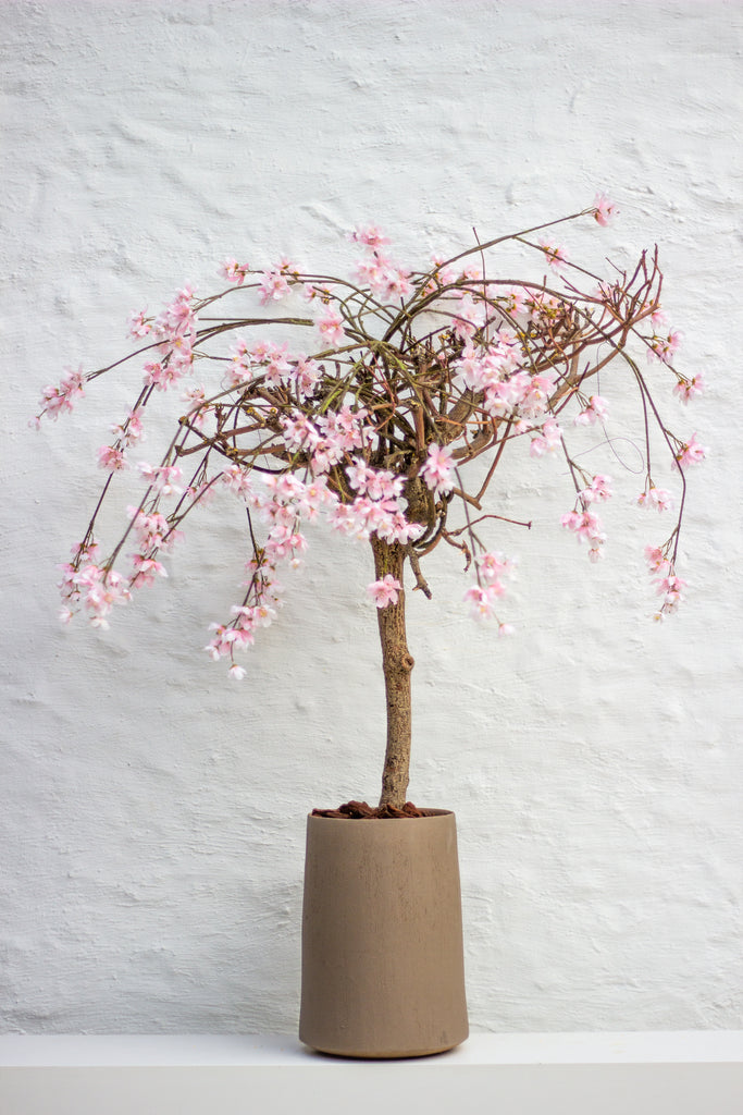 Bloesemboom - Pink
