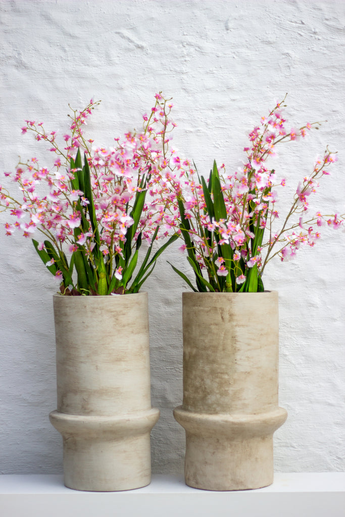 Long lasting orchids - Pink
