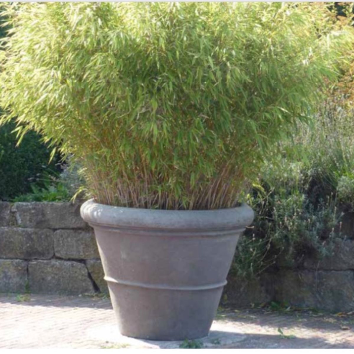 Terracotta d'Arte Conca Liscia pot