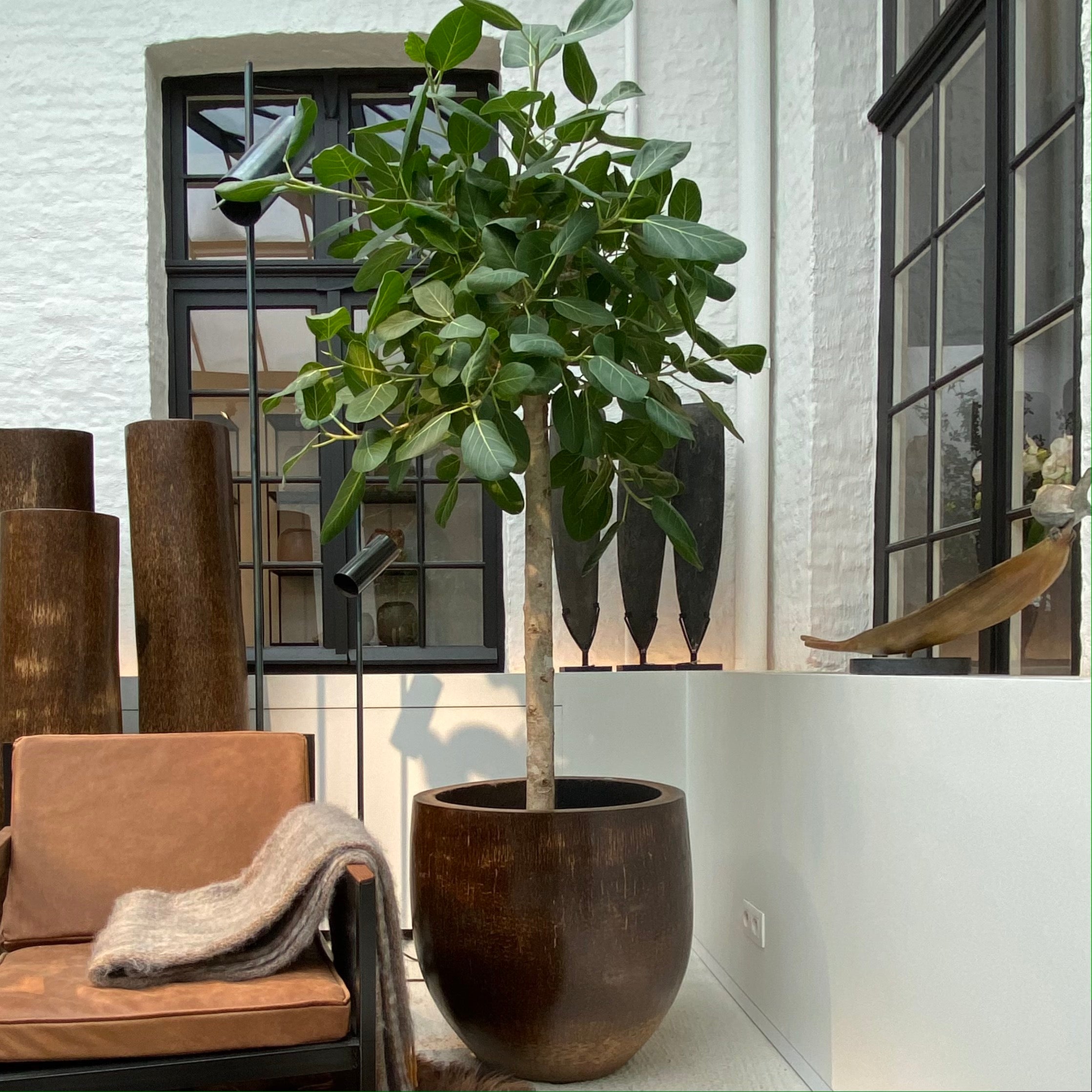 Warehouse Wide Palm Tree Pot Brown