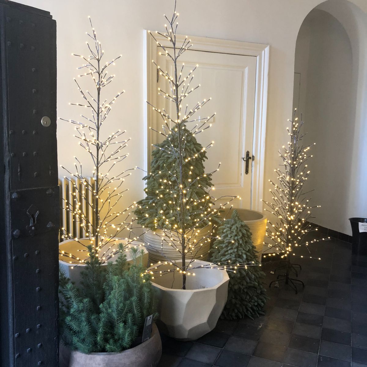 Twinkling tree branch