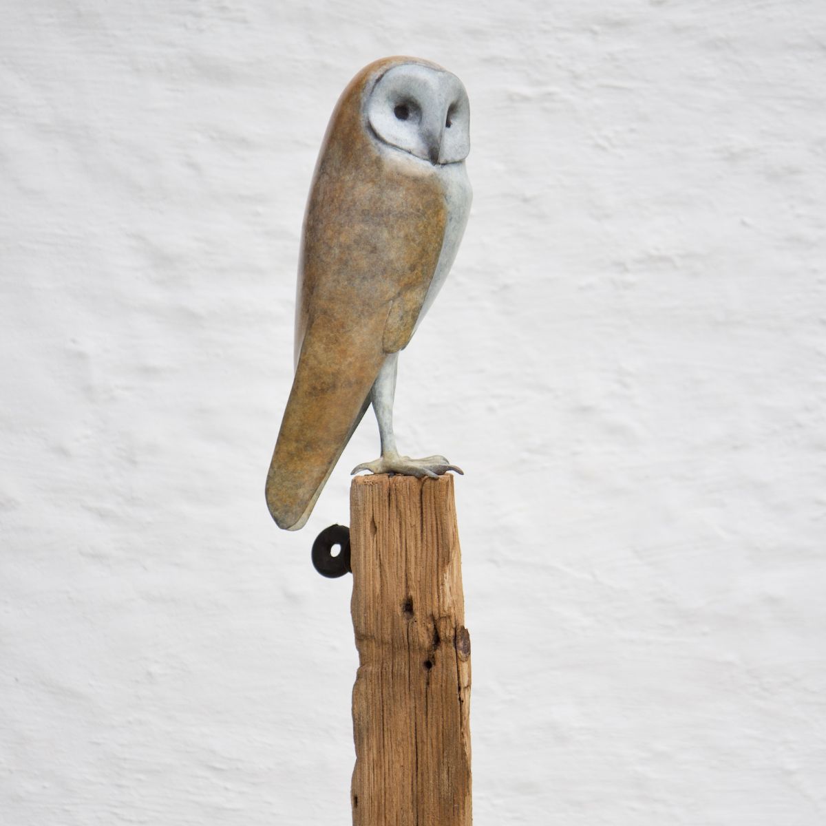 Mark Dedrie - Chouette effraie