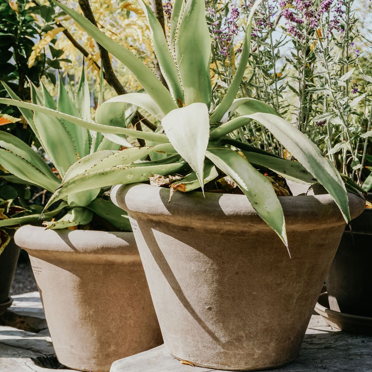 Terracotta d'Arte pot Conca Alta Liscia